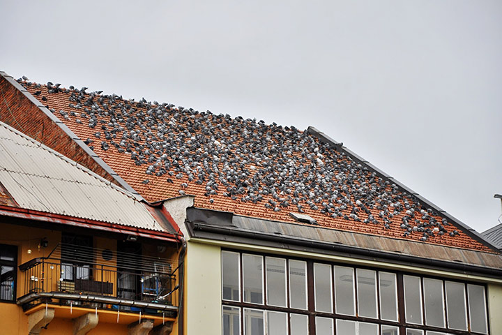 A2B Pest Control are able to install spikes to deter birds from roofs in Hornchurch. 