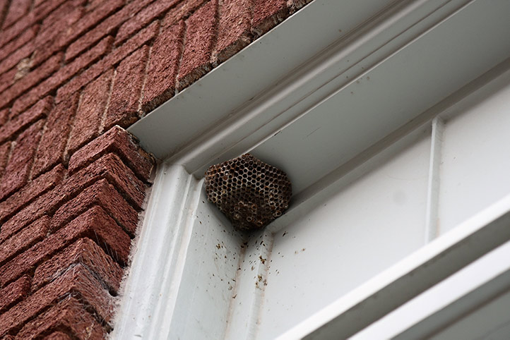 We provide a wasp nest removal service for domestic and commercial properties in Hornchurch.
